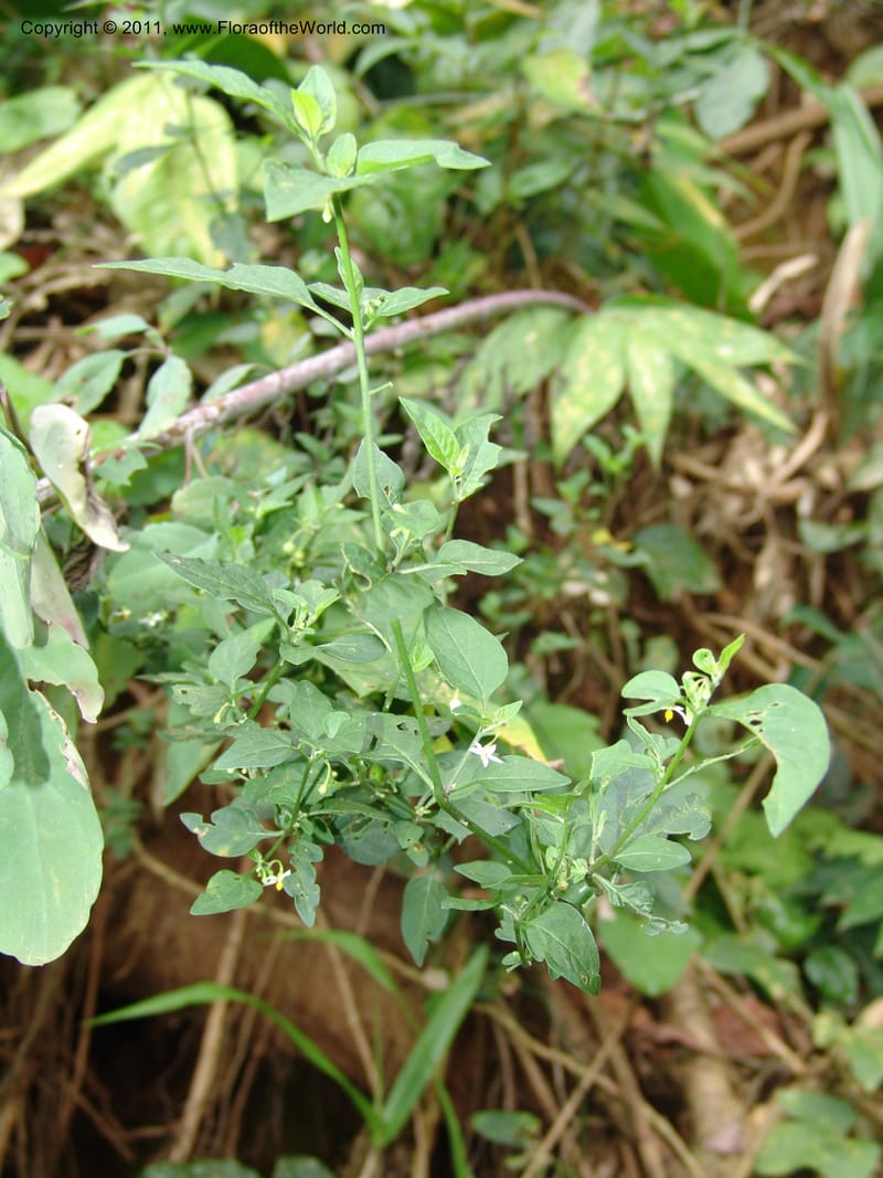 Solanum americanum, AAraujoM3107--Bolivia. Pq. Nal. Madidi. Rio Yariapo, 4 km E of Chalalan. 25 Sep 06. 153 (2).jpg