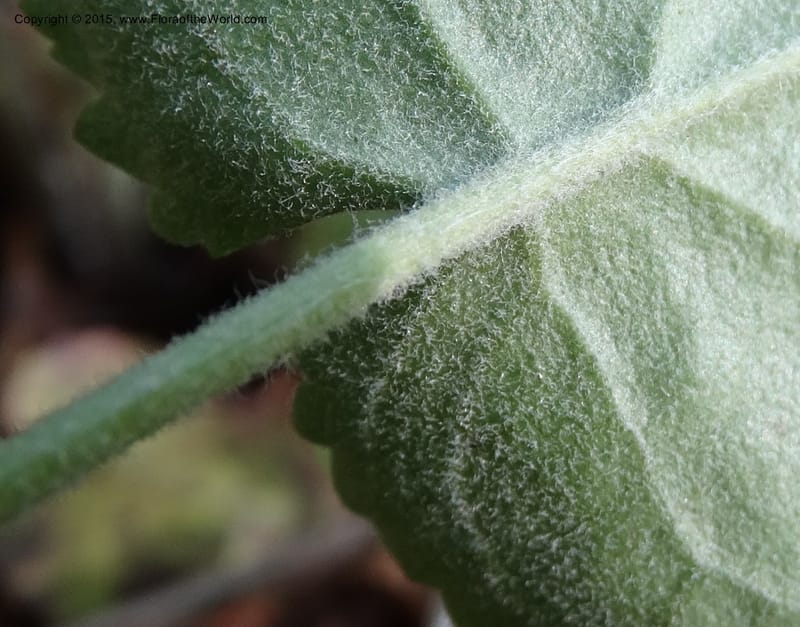 Packera serpenticola, Davidson, C 12974--No. Carolina. Clay Co. Buck Cr. 13 May 2015. DSC04619 (53).JPG