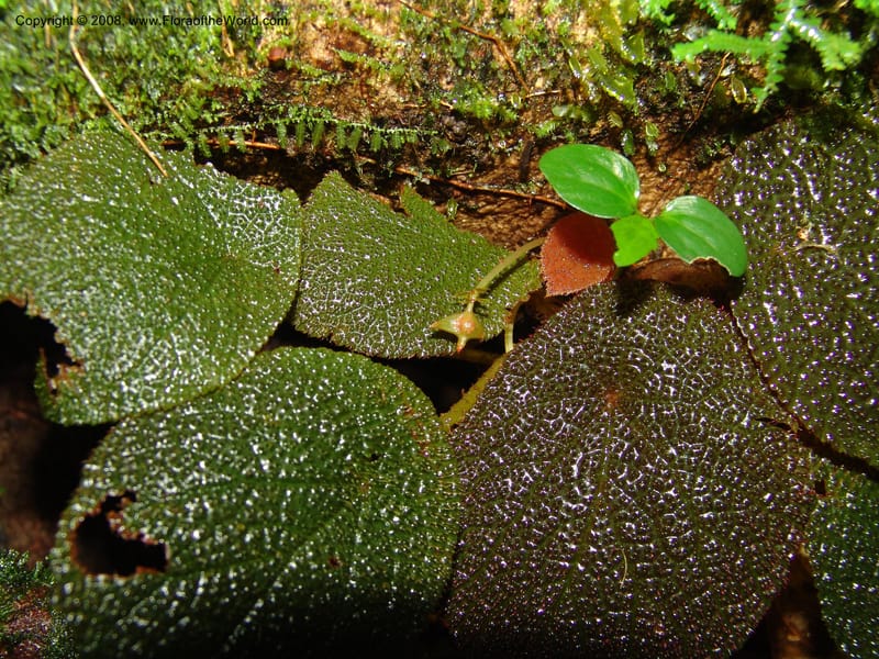Begonia, MLeal1069--Gabon. Prov. Estuaire. Monts de Cristal. 13 Apr 06. 086.jpg