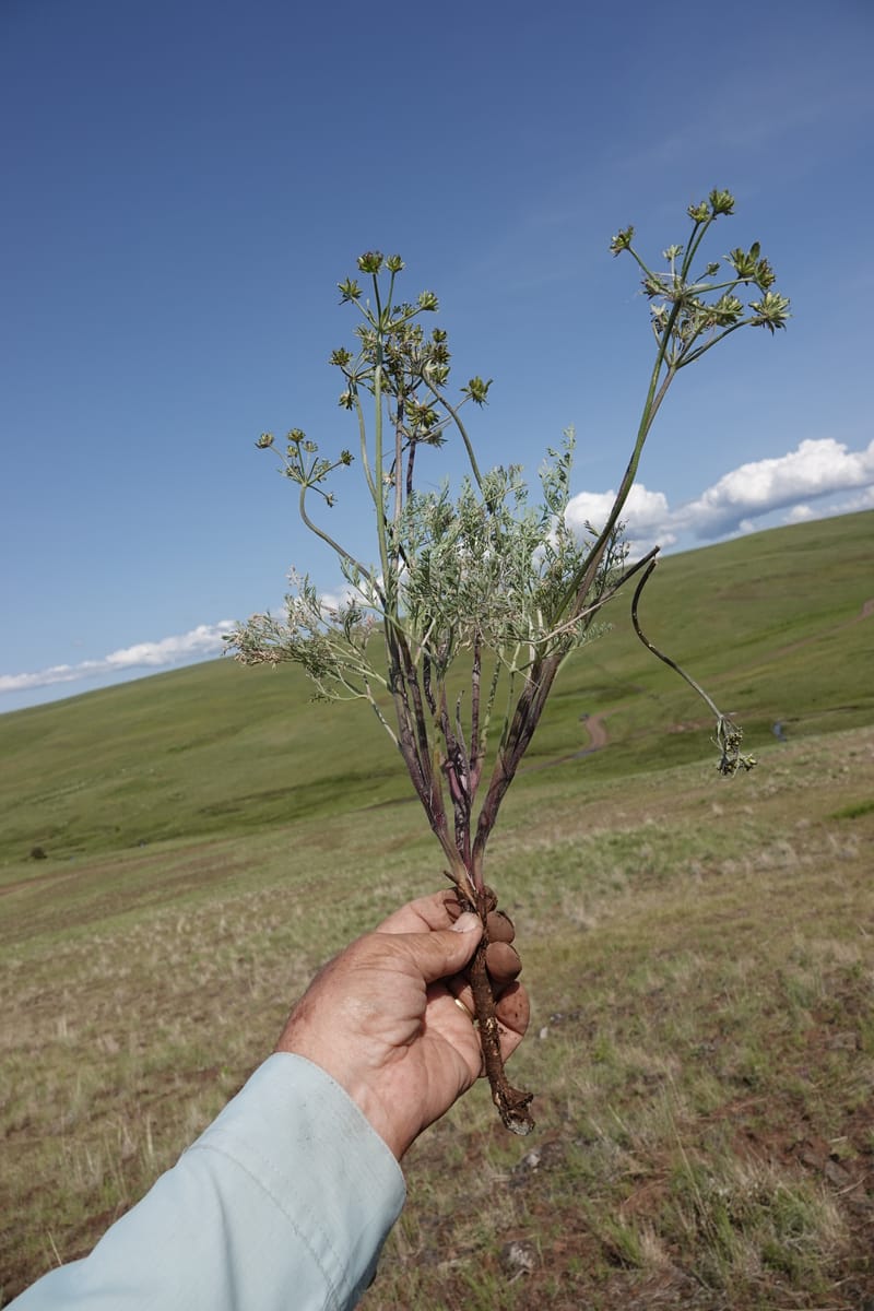 Lomatium macrocarpum, C. Davidson 13790--Oregon. Wallowa Co. Upper Camp Creek Canyon. 5 Jun 2018. DSC05225 (85).JPG