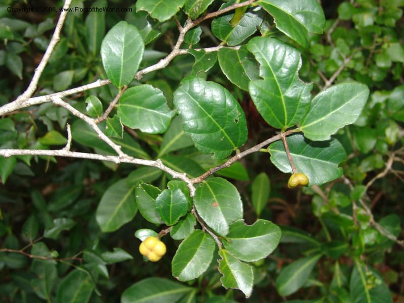 Grewia pondoensis--So.Africa. E. Cape. Umtamvuna Nat. Res. 11 Mch 05. 284.jpg