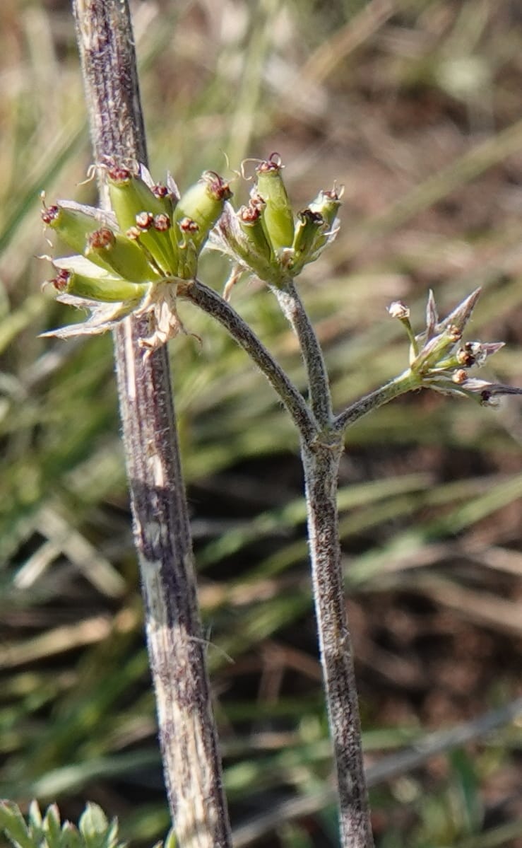 Lomatium macrocarpum, C. Davidson 13790--Oregon. Wallowa Co. Upper Camp Creek Canyon. 5 Jun 2018. DSC05225 (66).JPG