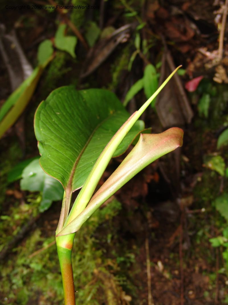 Anthurium aristatum, Croat 95962--Ecuador. Edo. Pichincha. Bosque Nublado Sta. Lucia. 14 Mar 06. 349 (9).jpg