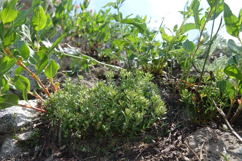 Noccaea fendleri subsp. idahoense, C. Davidson 13715--ID. Boise Co. Scott Mtn. L.O. rd. 15 July 2017. DSC03279 (165).JPG