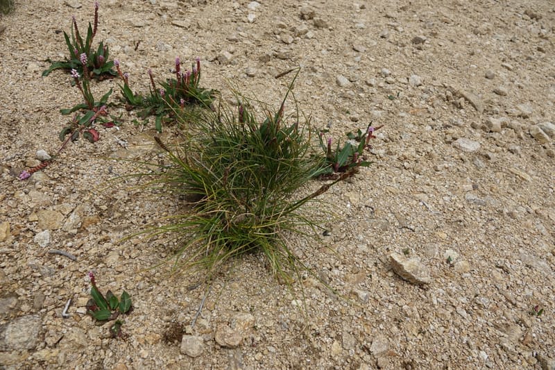 Carex atrofusca subsp. minor, D. Boufford 44061--China. Sichuan. Zhe Duo Shan. 17 Aug 2017. DSC06717 (351).JPG
