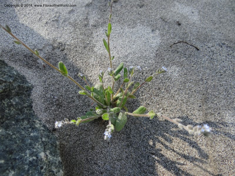 Myosotis micrantha, Smith, J 10739--Idaho. Nez Perce Co. China Garden Cr. 7 May 2013. DSC03632 (6).JPG