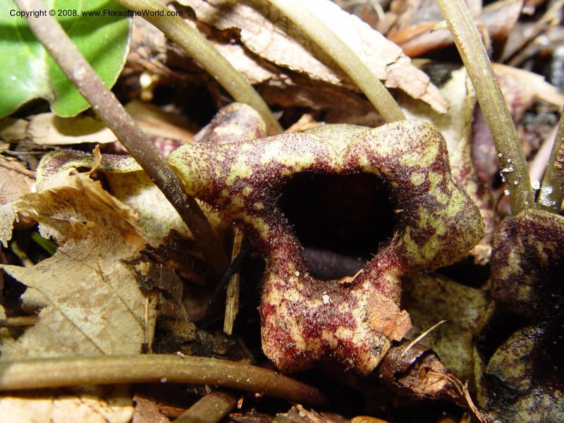 Asarum shuttleworthii--DE. Mt. Cuba Center. 24 Jun 03. 069.jpg