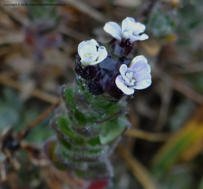 Draba, Ulloa, C 2421--Ecuador. Pichincha. Nevado Cayambe. 6 Oct 2012. DSC07236 (176).JPG