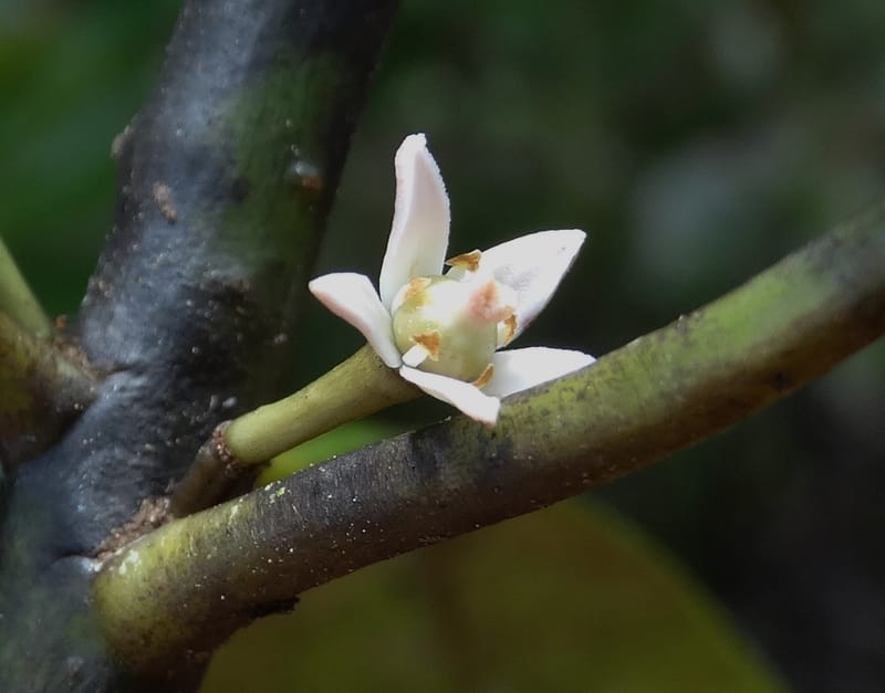 Phelline, Callmander, M 1238--New Caledonia. Mont Dzumac. 12 Nov 2015. DSC01563 (209).JPG