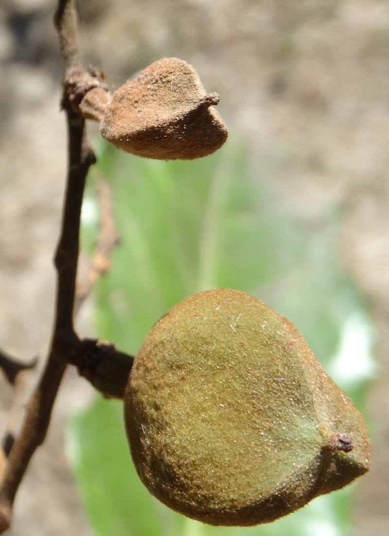 Cupaniopsis, Callmander, M 1227--New Caledonia. Tina. 10 Nov 2015. DSC00610 (34).JPG