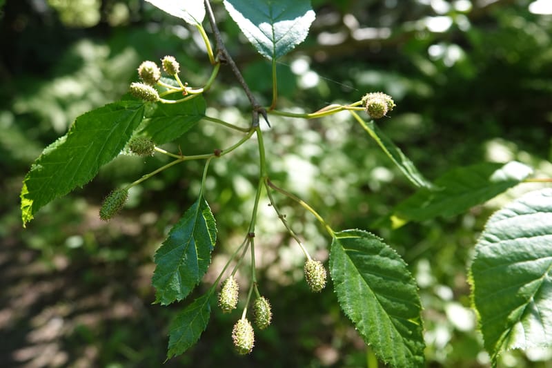 Alnus viridis subsp. fruticosa, C. Davidson 13827--ID. Shoshone Co. Hobo Cedar Grove. 9 Jul 2018. DSC06256 (158).JPG