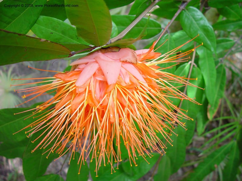 Brownea coccinea ssp. capitella--FL. Fairchild Tropical Gard. 7 Apr 03. 217.jpg