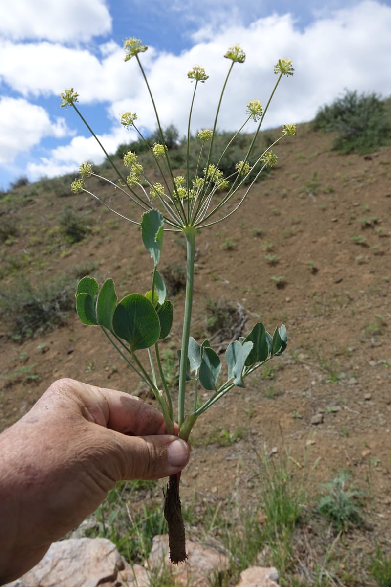 Lomatium nudicaule, C. Davidson 13561--ID. Blaine Co. Rock Creek Preserve. TNC. 14 May 2017. DSC00477 (71).JPG