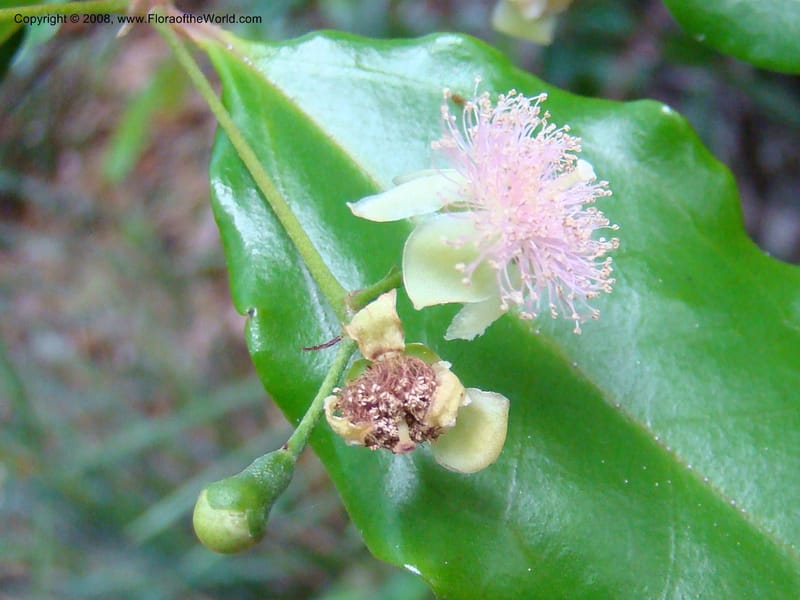 Archirhodomyrtus, JMunzinger4684--N.Caled. RT 1, Avangui For., Hervrouet Cr. 12 Nov 07. 050.jpg