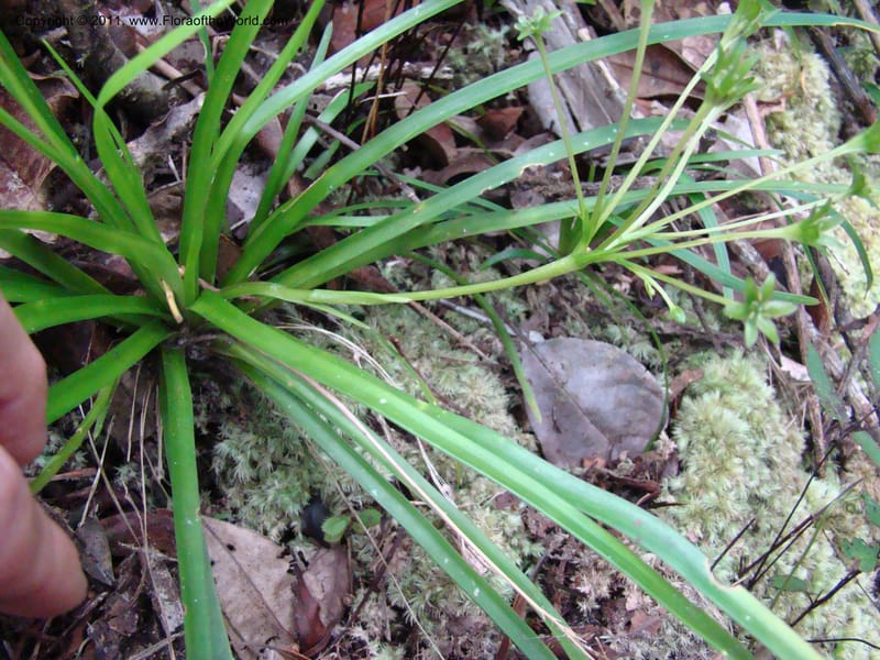 Campynemanthe, Munzinger, J 4843--New Caledonia, Dogny, 19 Nov 2007,  063 (5).jpg