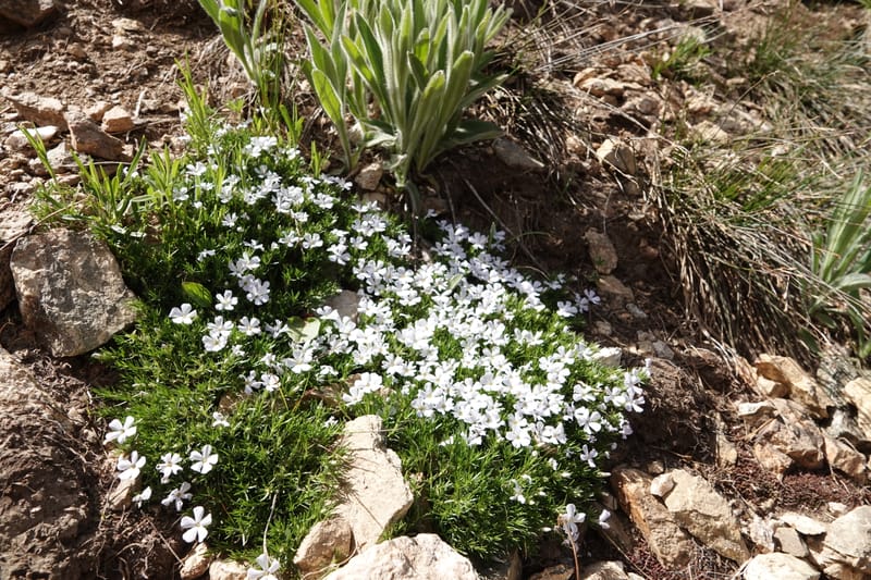 Phlox caespitosa, C. Davidson 13842--ID. Shoshone Co. Freezeout Rd. FR 301. 10 Jul 2018. DSC06582 (401).JPG