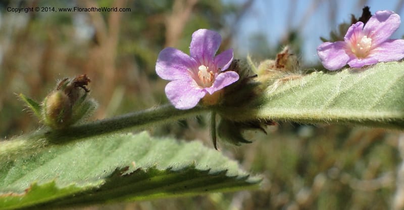 Melochia villosa tomentosa, Stevens, W.D. 31048, Cerro Cora, 15 Mar 2011 1424 (3).JPG