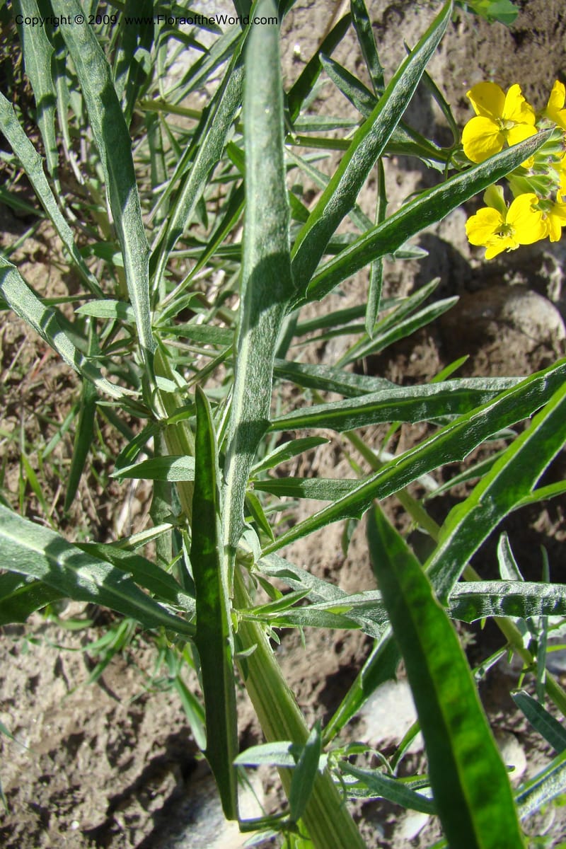 Erysimum capitatum, C. Davidson 11337--ID. Idaho Co. Salmon River Rd. 17 May 09. 020.jpg