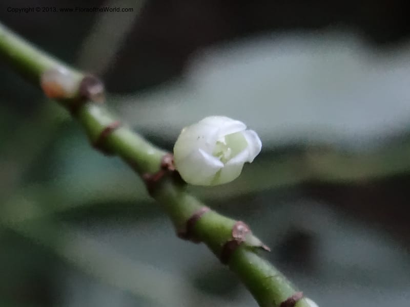 Rinorea, VC 5623--Thailand. Surat Thani Prov. Khlong Phanom Nat. Park. 15 Nov 2012. DSC09389 (75).JPG