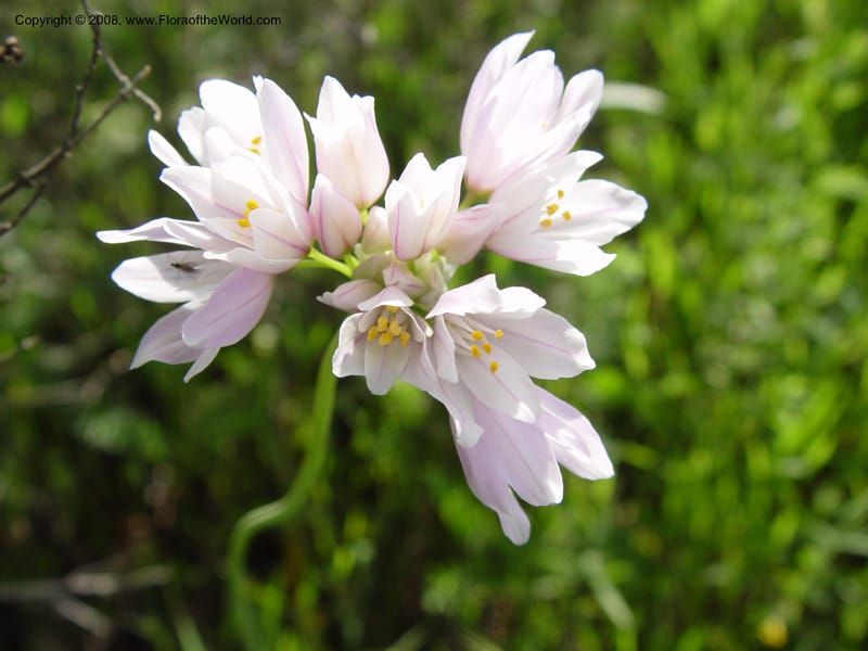 Allium roseum--Spain. Almeria Prv. Cantera de los Yesos, off AL140. 16 Apr 04. 144.jpg