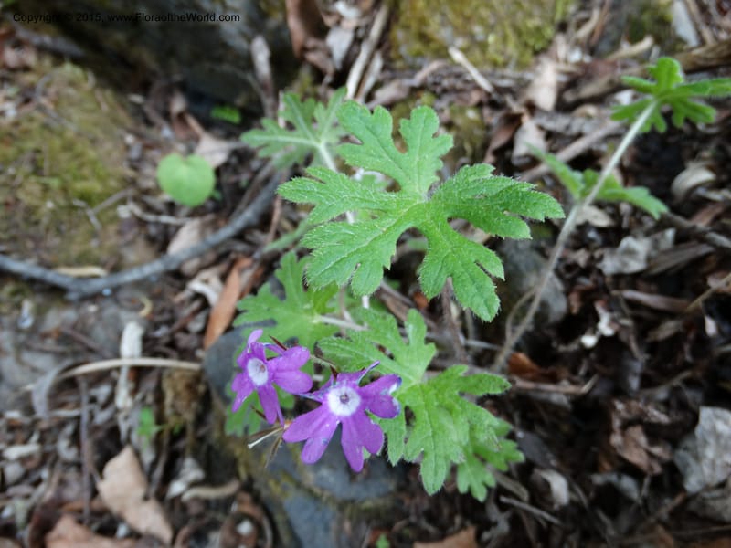 Primula polyneura, Boufford, D 43609--China. Sichuan. ShaShiDuo. 8 May 2014. DSC04232 (96).JPG