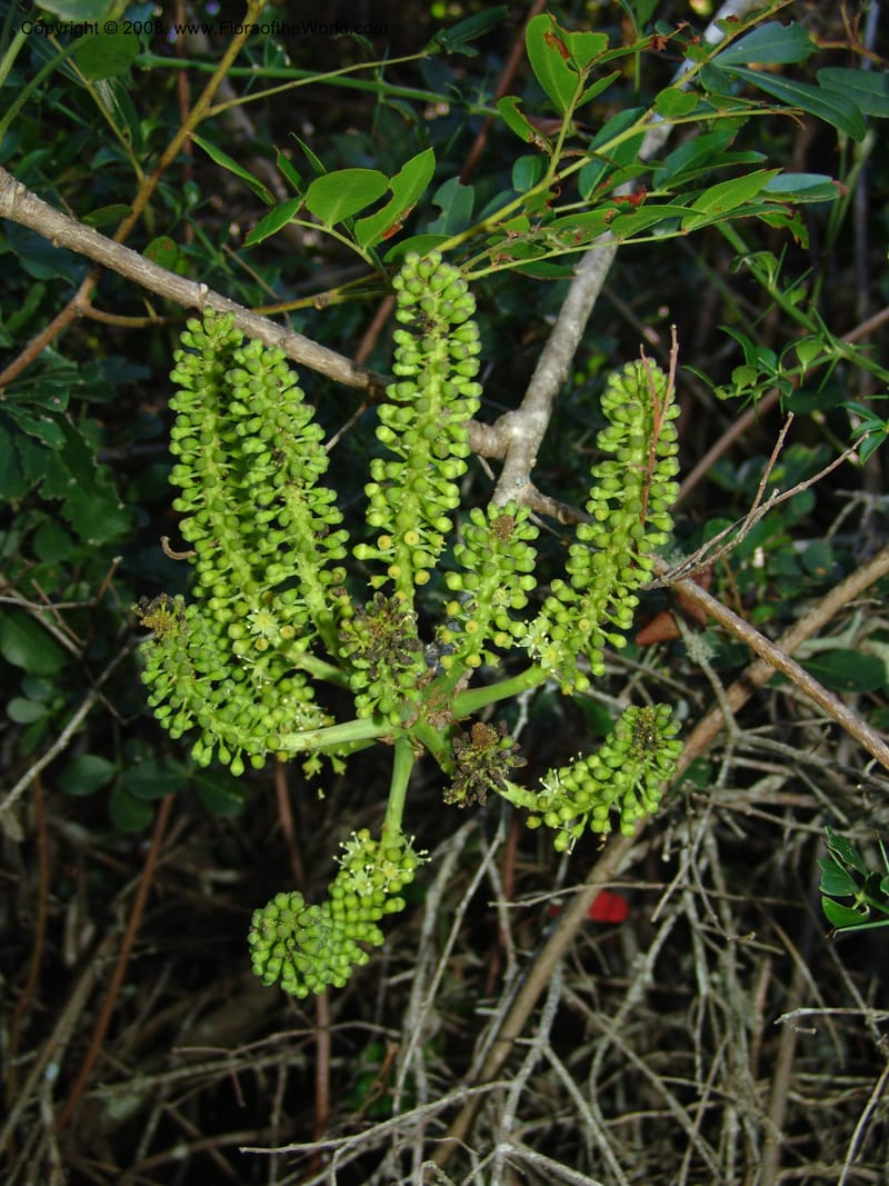 Cussonia thyrsiflora--So.Africa. E. Cape. Maitland Nat.Res. 5 Mch 05. 114.jpg