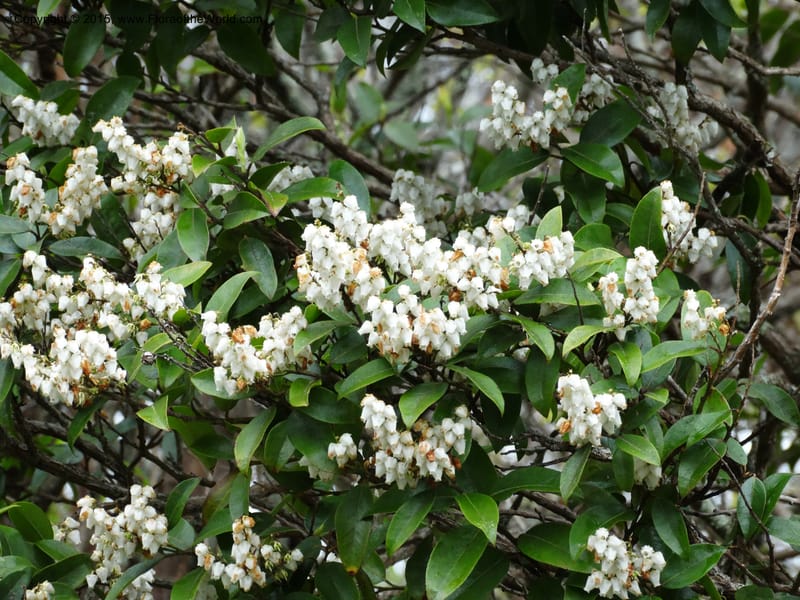 Pieris floribunda, Davidson, C 12956--North Carolina. Trans. Co. Devil's Courthouse View. 12 May 2015. DSC04151 (3).JPG