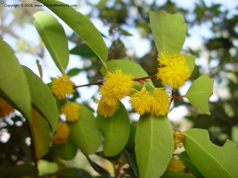 Azara integrifolia. 59.1347--CA. UC Berkeley Bot. Gard. 10 Feb 03. 116.jpg