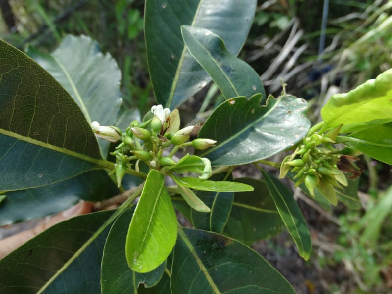 Pittosporum, Lowry, P 7341--Fiji. Vesidrua Vill. 5 Nov 2015. DSC09215 (117).JPG