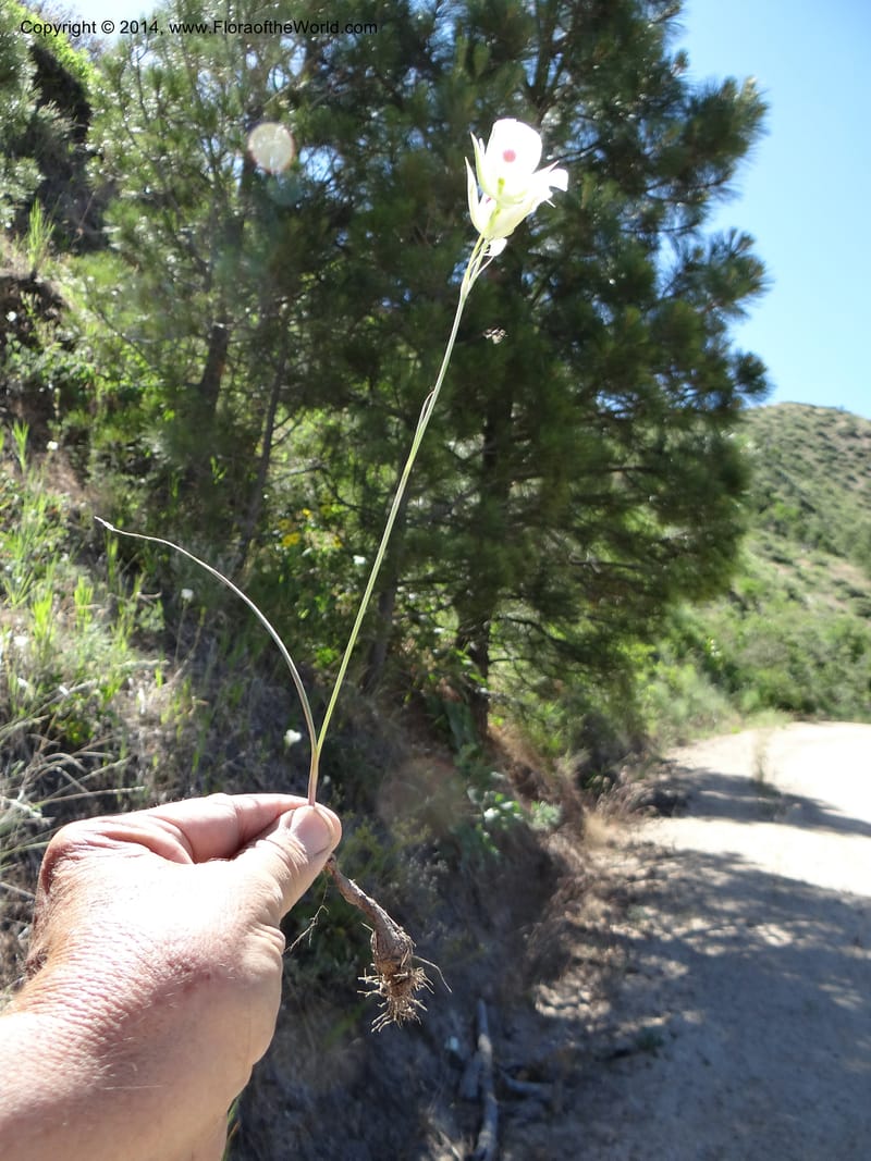Calochortus eurycarpus, Davidson, C 12189--ID. Boise Co. 5.2 miles west of Long Gulch-Rattlesnake Cr. jct. 15 Jun 2013. DSC06555 (14).JPG