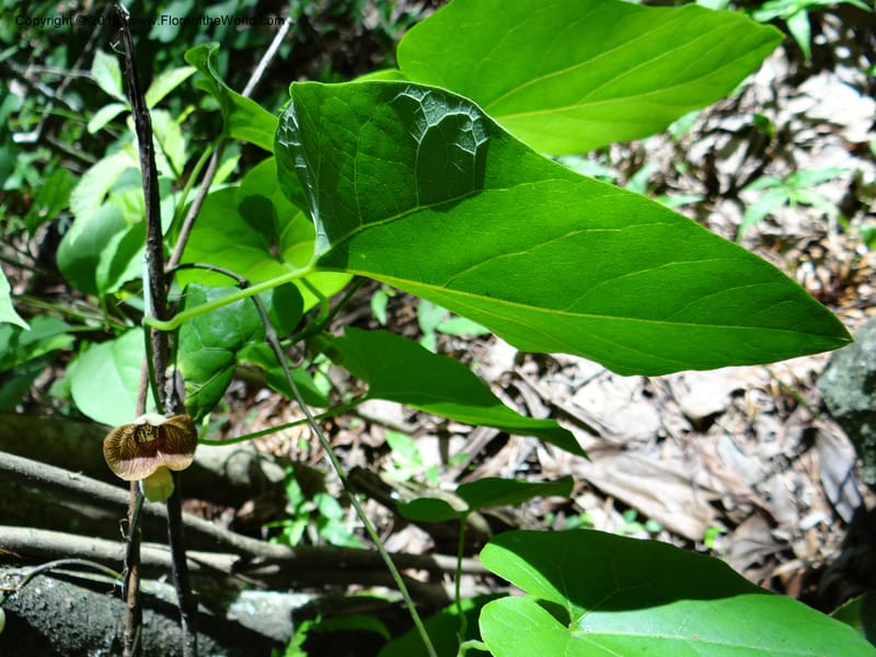 Aristolochia, Li Pan 1205292--China. Zhejiang Prov. Tian Mu Shan. 29 May 2012. DSC00348 (154).JPG