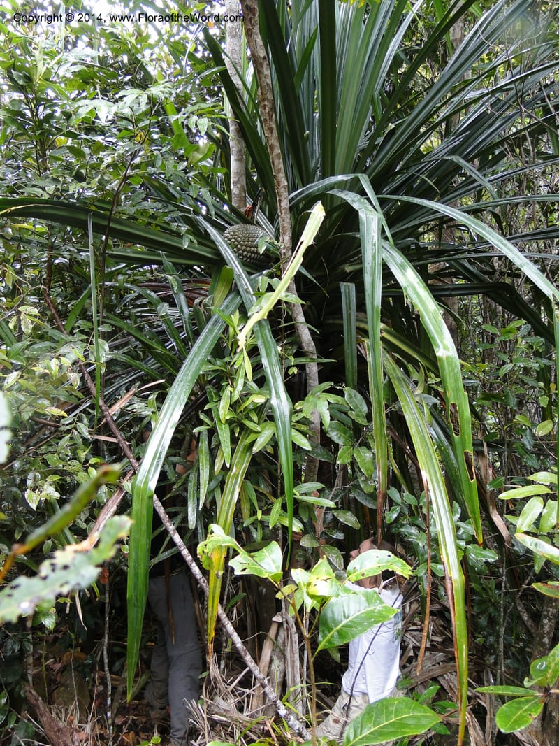 Pandanus pancheri,  M. Callmander 980--New Caledonia. Nodela Reserve. 19 Feb 2011. 001 (10).jpg