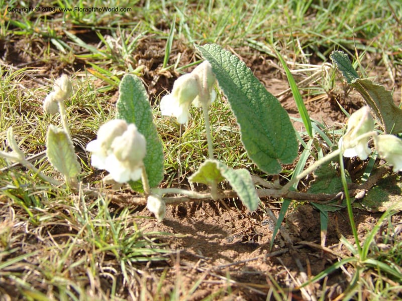 Hermannia geniculata--So.Africa. E. Cape. Moonstone Farm, Quanti Area, Stut. 8 Mch 05. 057.jpg