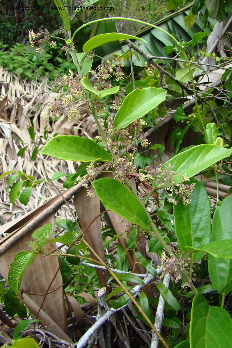 Byttneria, Rogers 1234--Madagascar. Prov. Fianarantsoa. Manakara-Irondro.15 Jan 09. 066.jpg