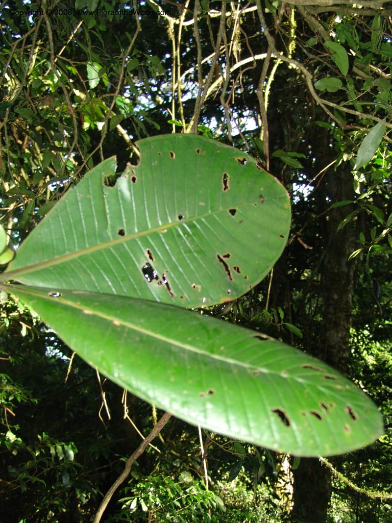 Psychotria megalopus, RGereua6874--Tanz. Nawenge For. Res., ca. Mahenge. 19 Feb 06. 119.jpg