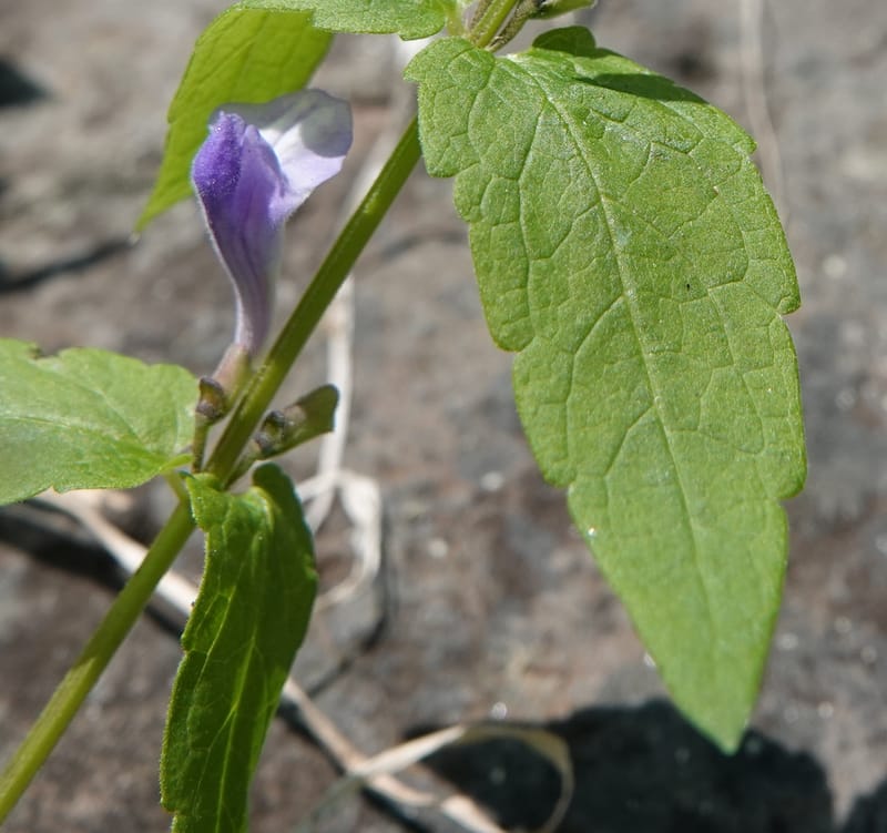 Scutellaria galericulata, C. Davidson 13882--ID. Fremont Co. Henry's Fork River. Box Canyon. 31 Jul 2018. DSC08304 (129).JPG