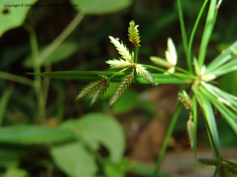 Cyperus, AAraujoM1203--Bolivia. Pq. Nac. Madidi. Rio Tuichi, San Jose de Uchup. 29 Nov 04. 258.jpg