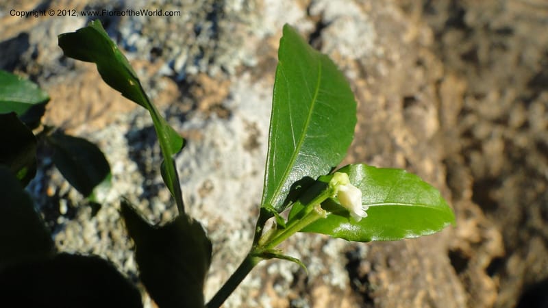 Rinorea angustifolia, N. Manjato 151--Madagascar. Mania River. 1 May 2010 159 (25).jpg