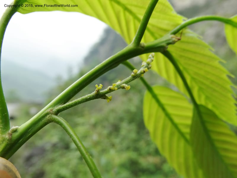 Quercus, Boufford, D 43691--China. Sichuan. LongDongZhen on Rd. to LeiYuan Shan. 13 May 2014. DSC05860 (263).JPG