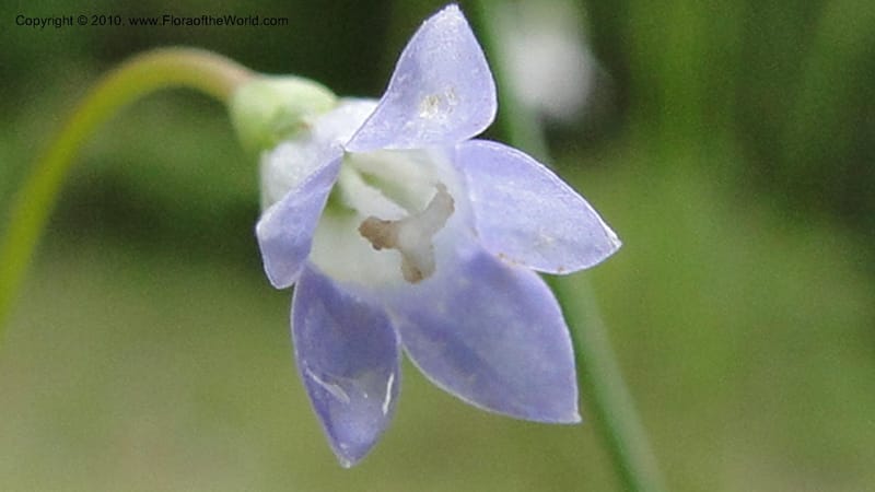Wahlenbergia marginata, Mori 27450--North Carolina. Moore Co. Lake Bay Rd. 25 May 2010. 207 (44).jpg