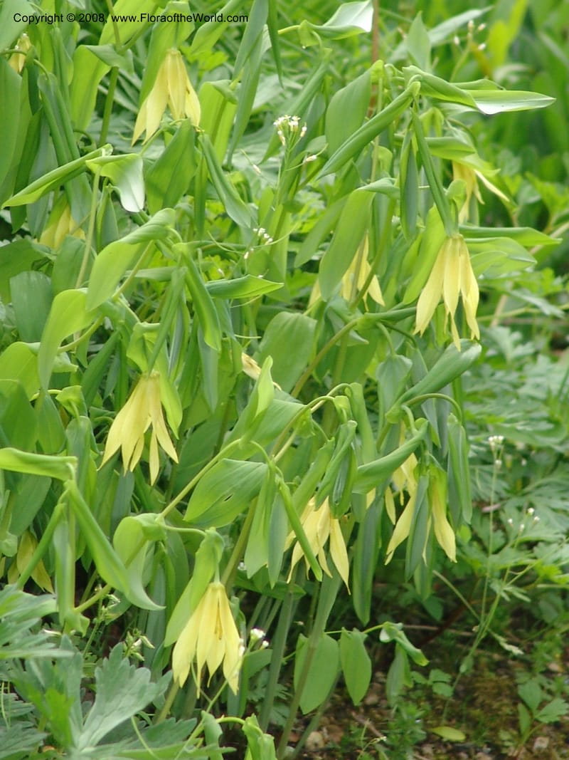 Uvularia grandiflora--France. Paris. Jardin des Plantes. 28 Apr 05. 287.jpg