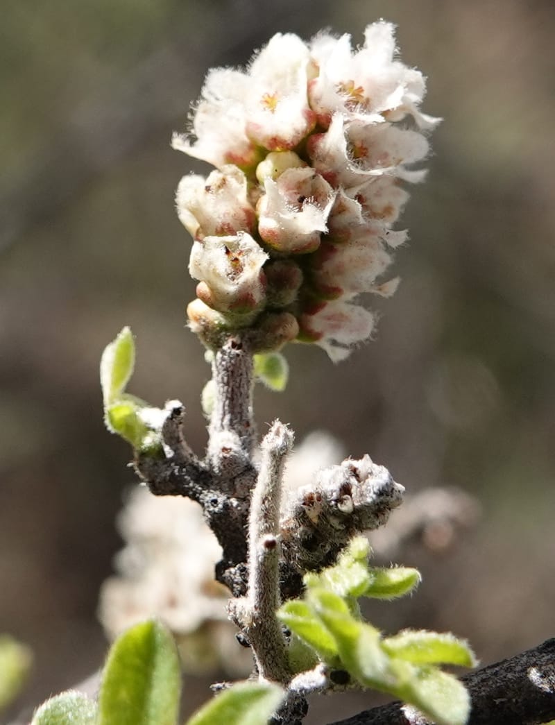 Rhus microphylla, C. Davidson 13990--AZ. Cochise Co. Hwy 80 SE of Tombstone. 9 April 2019. DSC07192 (7).JPG