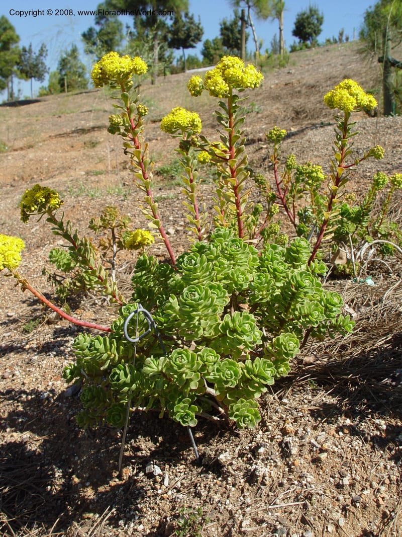 Aeonium spathlatum, 2003.0185--Spain. Barcelona Botanic Garden. 21 Apr 04. 182.jpg