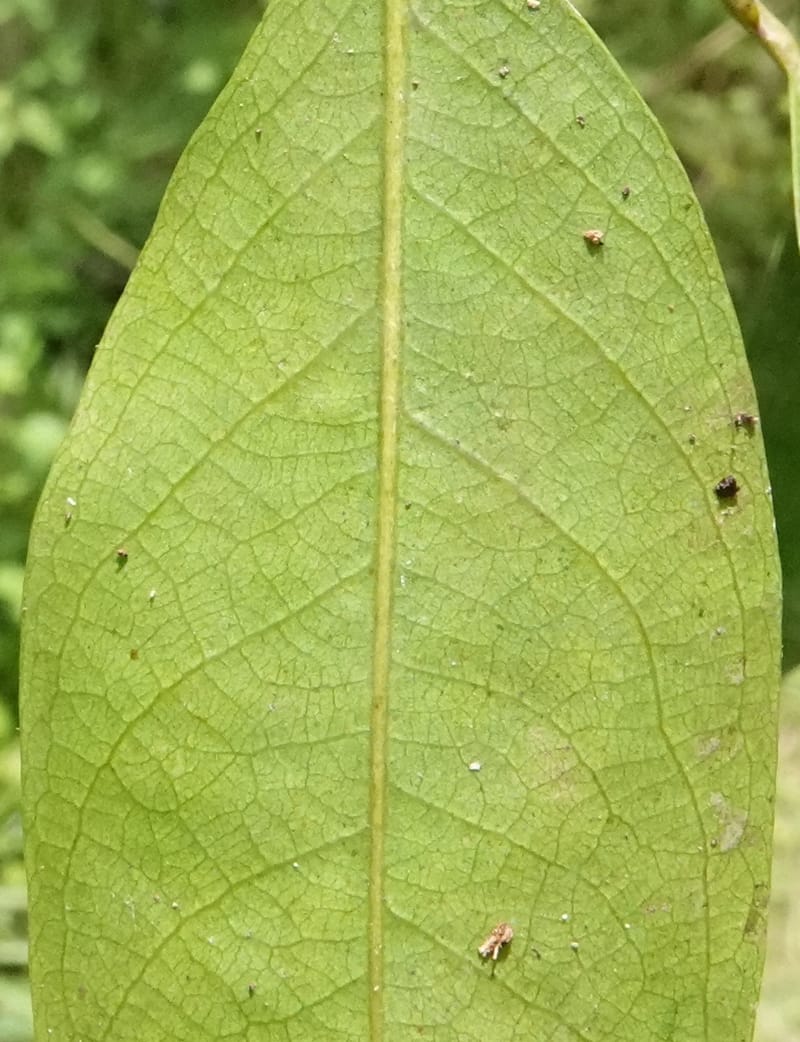 Irvingia gabonensis, C. Davidson 13929--Gabon. Missome Village. 31 Oct 2018. DSC00817 (151).JPG