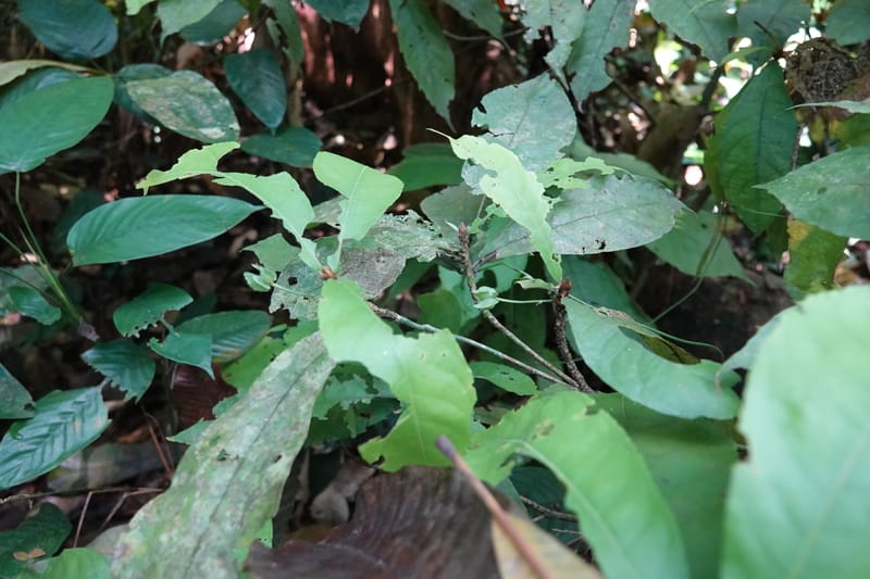 Poggea alata, C. Davidson 13956--Gabon. Arb. Sibang. 5 Nov. 2018. DSC02235 (66).JPG