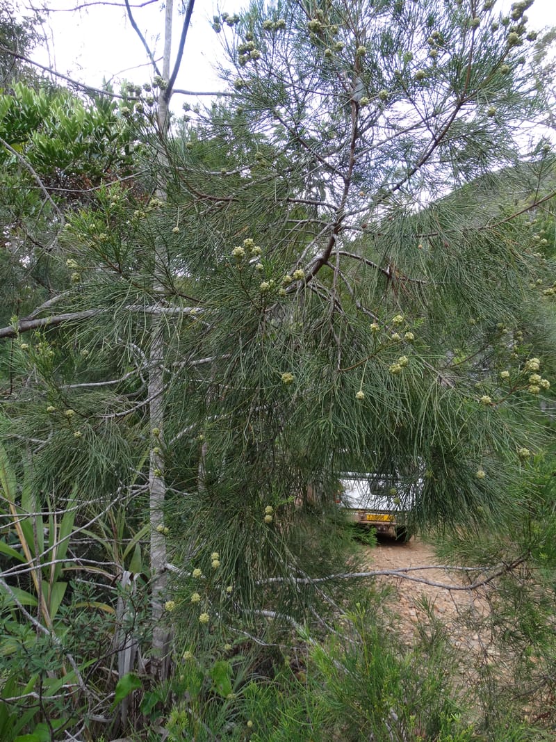 Gymnostoma, Lowry, P 7376--New Caledonia. Mont Dzumac. 12 Nov 2015. DSC01563 (571).JPG