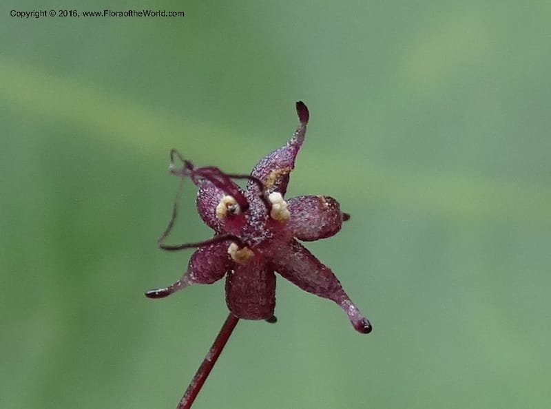 Sciaphila, Davidson, C 12754--Sabah. Hampuan FR. 13 Oct 2014. DSC04689 (160).JPG