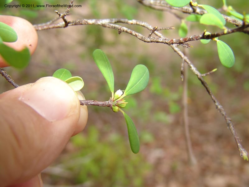 Erythroxylum, ROR1534--Madag. Prov. Antsir. Sahafary, Andranomadiro. 7 Nov 06. 472.jpg