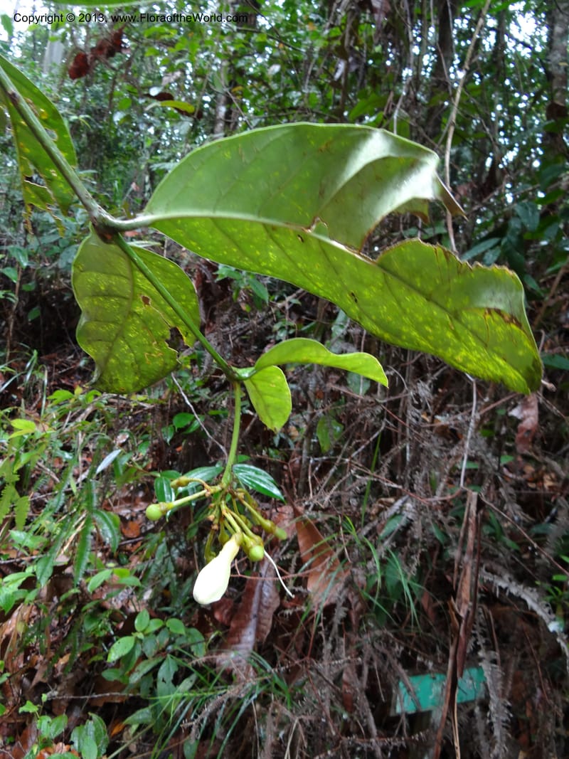 Fagraea, S.98879--Malaysia, Sarawak. Kubah Nat. Park. 28 Mar 2012. DSC05973 (228).JPG