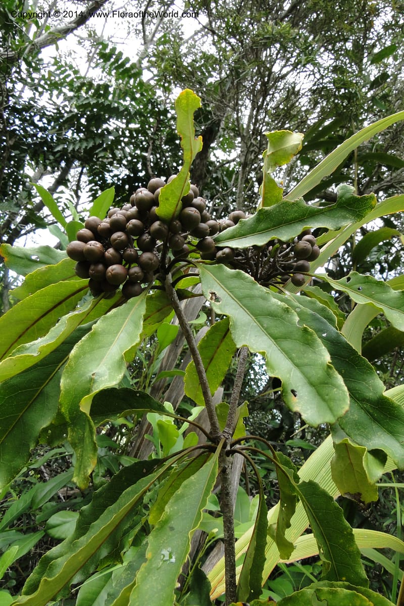 Pittosporum, J. Munzinger 6590--New Caledonia. Mine St. Louis Boulinda. 18 Feb 2011. 070.jpg